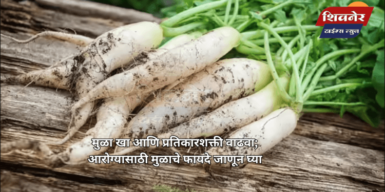 मुळा खा आणि प्रतिकारशक्ती वाढवा 1 मुळा खा आणि प्रतिकारशक्ती वाढवा; आरोग्यासाठी मुळाचे फायदे जाणून घ्या