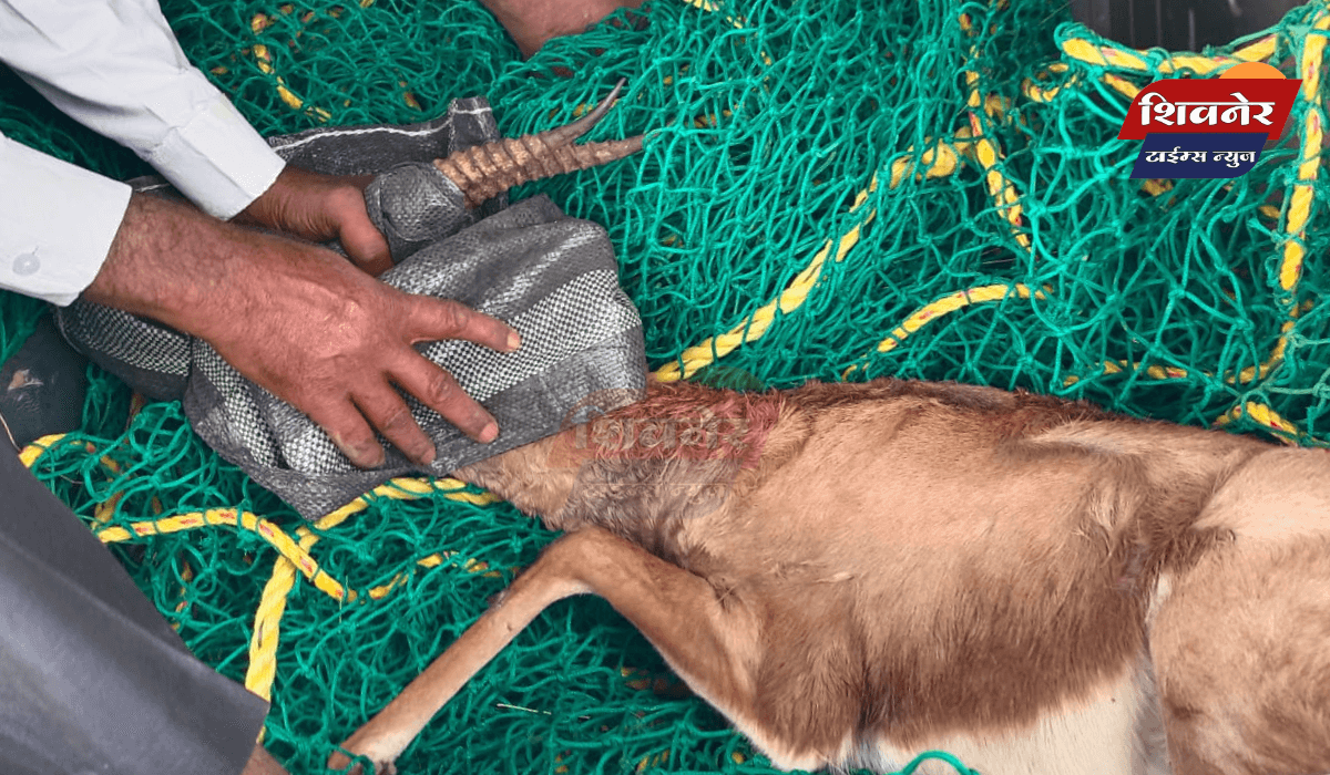 कुत्र्यांच्या हल्ल्यात जखमी चिंकारा