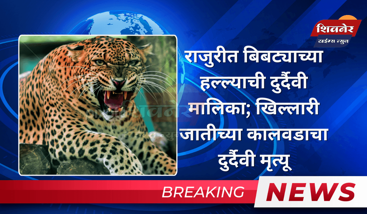 राजुरीत बिबट्याच्या हल्ल्याची दुर्दैवी मालिका; खिल्लारी जातीच्या कालवडाचा दुर्दैवी मृत्यू