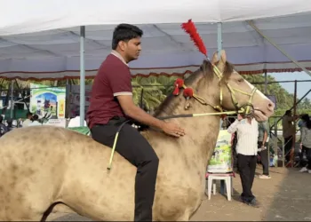हैदराबाद नवाबांच्या 11 कोटींच्या घोड्याची चर्चा बारामतीत; सोन्याच्या चमकणाऱ्या घोड्याने कृषी प्रदर्शनात आकर्षणाचा केंद्रबिंदू बनला