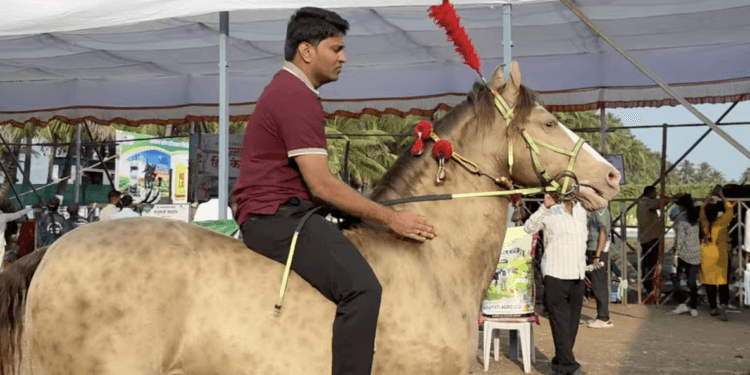 हैदराबाद नवाबांच्या 11 कोटींच्या घोड्याची चर्चा बारामतीत 1 हैदराबाद नवाबांच्या 11 कोटींच्या घोड्याची चर्चा बारामतीत; सोन्याच्या चमकणाऱ्या घोड्याने कृषी प्रदर्शनात आकर्षणाचा केंद्रबिंदू बनला