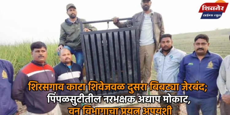 शिरसगाव काटा शिवेजवळ दुसरा बिबट्या जेरबंद; पिंपळसुटीतील नरभक्षक अद्याप मोकाट, वन विभागाचा प्रयत्न अपयशी