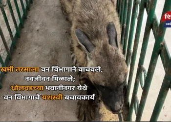 जखमी तरसाला वन विभागाने वाचवले, नवजीवन मिळाले; धोलवडच्या भवानीनगर येथे वन विभागाचे यशस्वी बचावकार्य