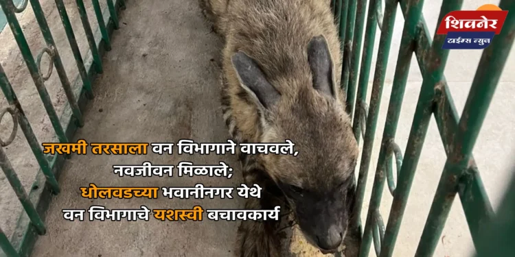 जखमी तरसाला वन विभागाने वाचवले, नवजीवन मिळाले 1 जखमी तरसाला वन विभागाने वाचवले, नवजीवन मिळाले; धोलवडच्या भवानीनगर येथे वन विभागाचे यशस्वी बचावकार्य