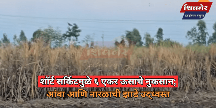 शॉर्ट सर्किटमुळे ६ एकर ऊसाचे नुकसान 1 शॉर्ट सर्किटमुळे ६ एकर ऊसाचे नुकसान; आंबा आणि नारळाची झाडे उद्ध्वस्त