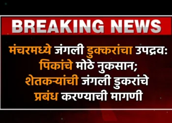 मंचरमध्ये जंगली डुक्करांचा उपद्रव: पिकांचे मोठे नुकसान; शेतकऱ्यांची जंगली डुकरांचे प्रबंध करण्याची मागणी