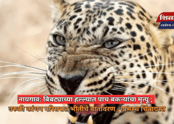 नायगाव: बिबट्याच्या हल्ल्यात पाच बकऱ्यांचा मृत्यू; उरुळी कांचन परिसरात भीतीचे वातावरण , ग्रामस्थ चिंताग्रस्त