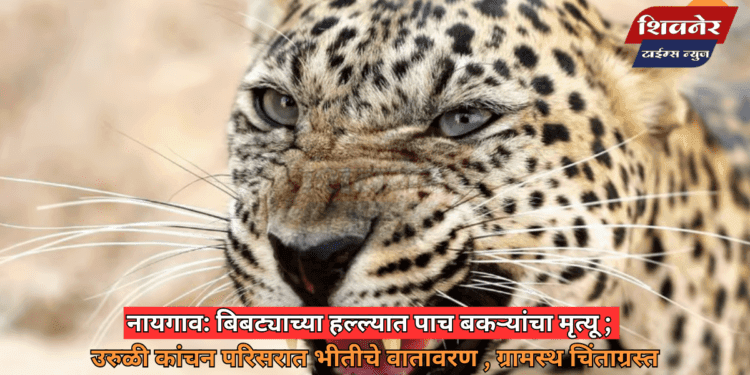 नायगाव: बिबट्याच्या हल्ल्यात पाच बकऱ्यांचा मृत्यू 1 नायगाव: बिबट्याच्या हल्ल्यात पाच बकऱ्यांचा मृत्यू; उरुळी कांचन परिसरात भीतीचे वातावरण , ग्रामस्थ चिंताग्रस्त