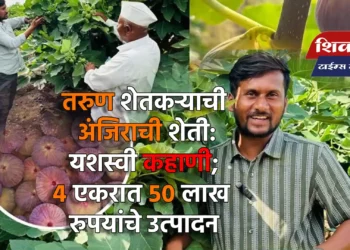 तरुण शेतकऱ्याची अंजिराची शेती: यशस्वी कहाणी; ४ एकरात ५० लाख रुपयांचे उत्पादन