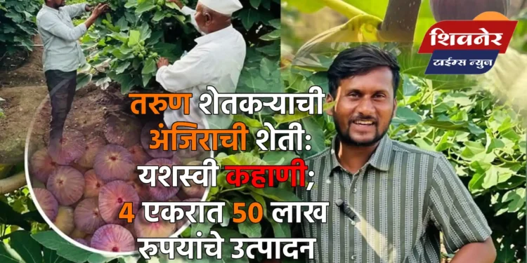 तरुण शेतकऱ्याची अंजिराची शेती: यशस्वी कहाणी; ४ एकरात ५० लाख रुपयांचे उत्पादन