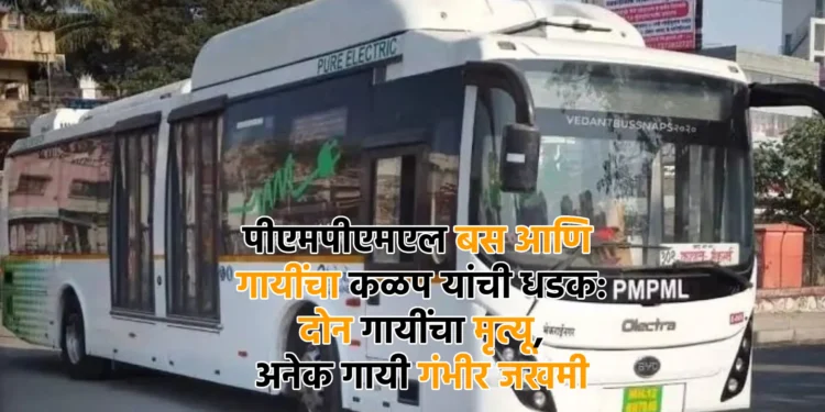 पीएमपीएमएल बस आणि गायींचा कळप यांची धडक: दोन गायींचा मृत्यू, अनेक गायी गंभीर जखमी 1 पीएमपीएमएल बस आणि गायींचा कळप यांची धडक: दोन गायींचा मृत्यू, अनेक गायी गंभीर जखमी