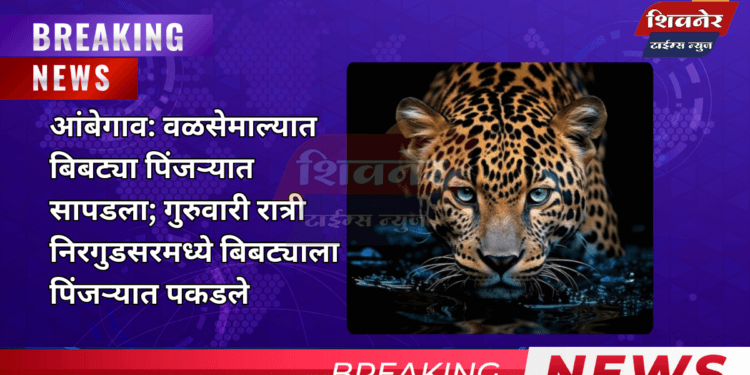 वळसेमळ्यात बिबट्या पिंजऱ्यात सापडला 1 आंबेगाव: वळसेमाल्यात बिबट्या पिंजऱ्यात सापडला; गुरुवारी रात्री निरगुडसरमध्ये बिबट्याला पिंजऱ्यात पकडले