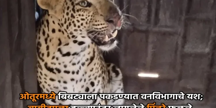 ओतूरमध्ये बिबट्याला पकडण्यात वनविभागाचे यश 1 ओतूरमध्ये बिबट्याला पकडण्यात वनविभागाचे यश; बाबीतमळा हल्ल्यानंतर लागलेले पिंजरे फळले, वनरक्षकांचे महत्वपूर्ण योगदान