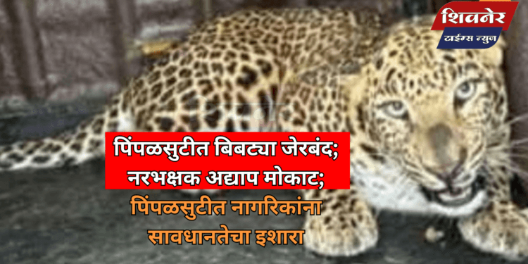 पिंपळसुटीत बिबट्या जेरबंद; नरभक्षक अद्याप मोकाट 1 पिंपळसुटीत बिबट्या जेरबंद; नरभक्षक अद्याप मोकाट; पिंपळसुटीत नागरिकांना सावधानतेचा इशारा