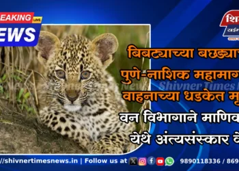 बिबट्याच्या बछड्याचा पुणे-नाशिक महामार्गावर वाहनाच्या धडकेत मृत्यू; वन विभागाने माणिकडोह येथे अंत्यसंस्कार केले