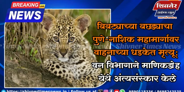 बिबट्याच्या बछड्याचा पुणे-नाशिक महामार्गावर वाहनाच्या धडकेत मृत्यू 1 बिबट्याच्या बछड्याचा पुणे-नाशिक महामार्गावर वाहनाच्या धडकेत मृत्यू; वन विभागाने माणिकडोह येथे अंत्यसंस्कार केले