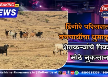 डिंगोरे परिसरात वनगायींचा धुमाकूळ – शेतकऱ्यांचे पिकांचे मोठे नुकसान