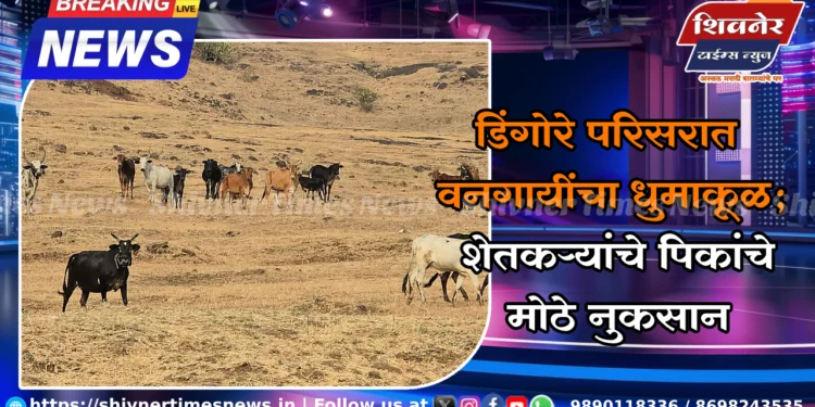 डिंगोरे परिसरात वनगायींचा धुमाकूळ – शेतकऱ्यांचे पिकांचे मोठे नुकसान 1 डिंगोरे परिसरात वनगायींचा धुमाकूळ – शेतकऱ्यांचे पिकांचे मोठे नुकसान
