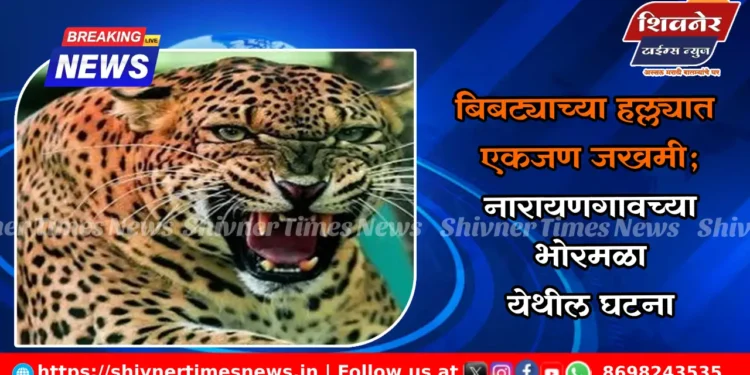 बिबट्याच्या हल्ल्यात एकजण जखमी; नारायणगावच्या भोरमळा येथील घटना 1 बिबट्याच्या हल्ल्यात एकजण जखमी; नारायणगावच्या भोरमळा येथील घटना