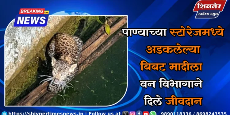 पाण्याच्या स्टोरेजमध्ये अडकलेल्या बिबट मादीला वन विभागाने दिले जीवदान 1 पाण्याच्या स्टोरेजमध्ये अडकलेल्या बिबट मादीला वन विभागाने दिले जीवदान