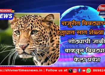 राजुरीत बिबट्याच्या हल्ल्यात सात शेळ्या ठार; गोठ्याची जाळी वाकवून बिबट्याने केला प्रवेश