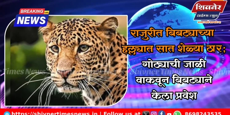 राजुरीत बिबट्याच्या हल्ल्यात सात शेळ्या ठार; गोठ्याची जाळी वाकवून बिबट्याने केला प्रवेश