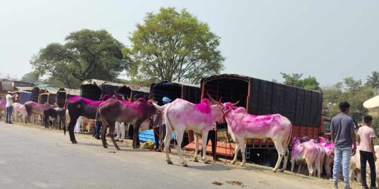 ग्रामीण भागातील यात्रांना सुरुवात; बैलगाडा शर्यतीच्या बैलांना मागणी वाढली 1 ग्रामीण भागातील यात्रांना सुरुवात; बैलगाडा शर्यतीच्या बैलांना मागणी वाढली