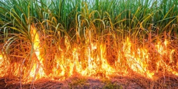 टाव्हरेवाडीत ३२ एकर ऊस जळाला; तत्पर शेतकऱ्यांनी १६ एकर ऊस वाचवला 1 टाव्हरेवाडीत ३२ एकर ऊस जळाला; तत्पर शेतकऱ्यांनी १६ एकर ऊस वाचवला