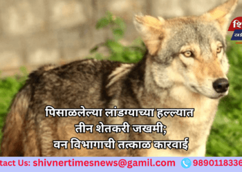 पिसाळलेल्या लांडग्याच्या हल्ल्यात तीन शेतकरी जखमी; वन विभागाची तत्काळ कारवाई