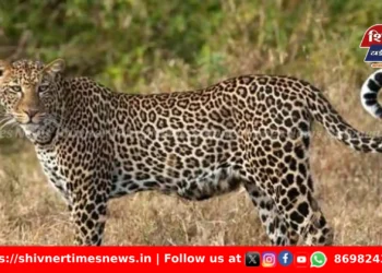 नारायणगाव येथे दुचाकीस्वारांवर बिबट्याचा हल्ला एक जखमी