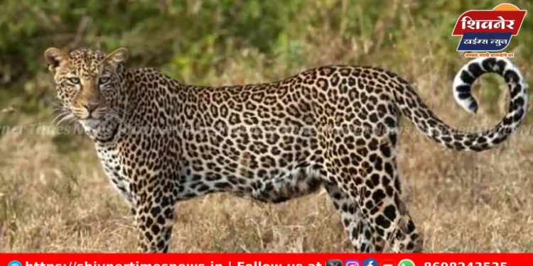 नारायणगाव येथे दुचाकीस्वारांवर बिबट्याचा हल्ला एक जखमी