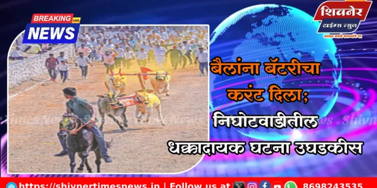 बैलांना बॅटरीचा करंट दिला; निघोटवाडीतील धक्कादायक घटना उघडकीस 1 बैलांना बॅटरीचा करंट दिला; निघोटवाडीतील धक्कादायक घटना उघडकीस