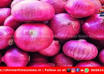 जुन्नर आणि ओतूर बाजार समितीत कांद्याची मोठी आवक – दरात मोठी घसरण!