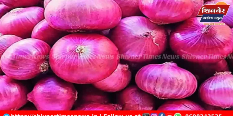 जुन्नर आणि ओतूर बाजार समितीत कांद्याची मोठी आवक – दरात मोठी घसरण! 1 जुन्नर आणि ओतूर बाजार समितीत कांद्याची मोठी आवक – दरात मोठी घसरण!