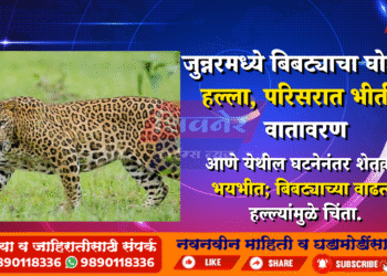 जुन्नरमध्ये बिबट्याचा घोडीवर हल्ला, परिसरात भीतीचे वातावरण