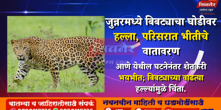 जुन्नरमध्ये बिबट्याचा घोडीवर हल्ला, परिसरात भीतीचे वातावरण