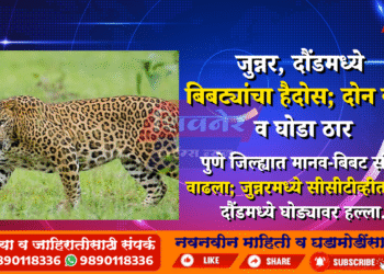 जुन्नर, दौंडमध्ये बिबट्यांचा हैदोस; दोन कुत्री व घोडा ठार