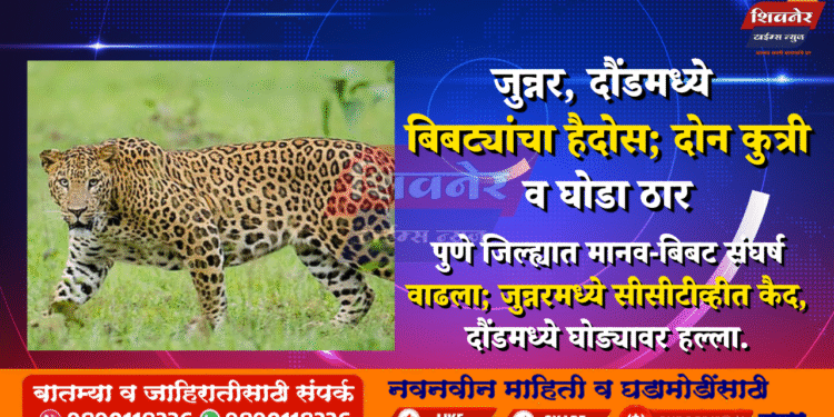 जुन्नर, दौंडमध्ये बिबट्यांचा हैदोस; दोन कुत्री व घोडा ठार 1 जुन्नर, दौंडमध्ये बिबट्यांचा हैदोस; दोन कुत्री व घोडा ठार